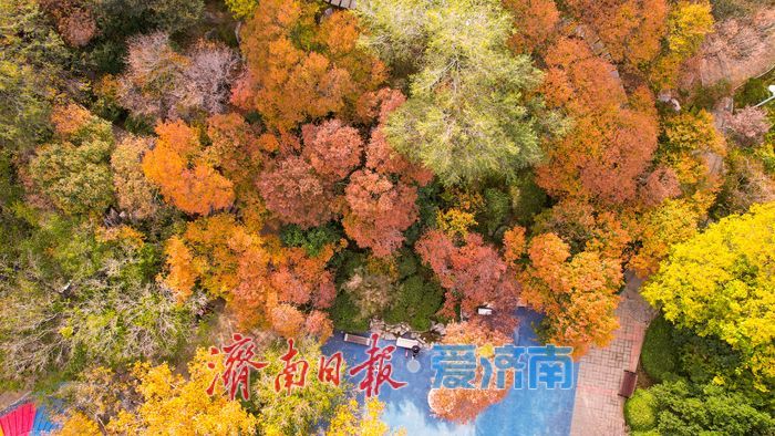 济南泉城公园冬景如画 层林尽染引客打卡