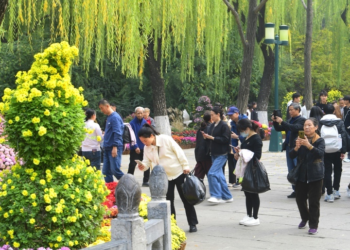 泉畔菊香四溢，趵突泉金菊展迎来赏菊最佳时节