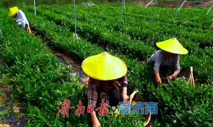 春茶开采在即，泉城将品新茗