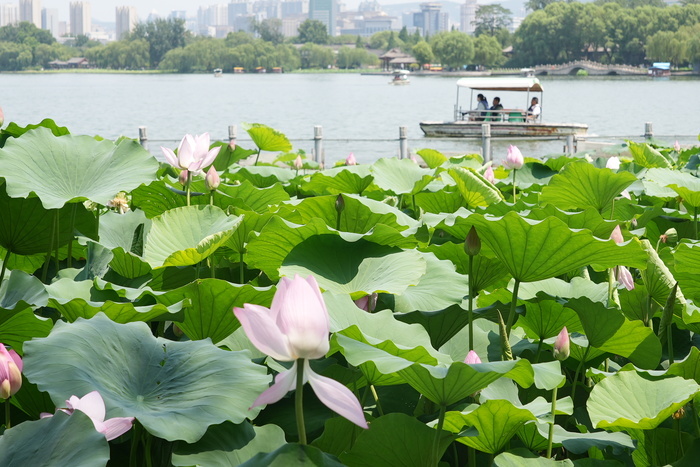 “荷”你相约！明湖赏荷正当时