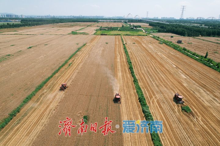 黄河畔夏收忙 济南343万亩小麦迎丰收