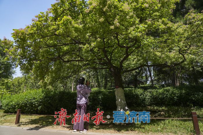 “粉黛”染春色，黄栌醉泉城