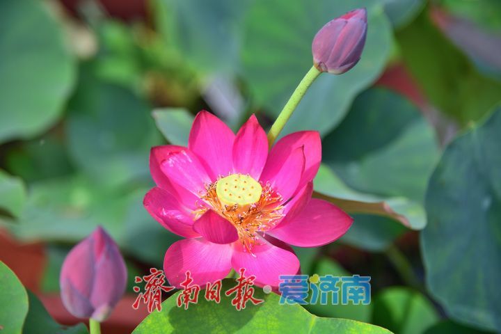 湖光悦色·荷映泉城！济南市第40届荷花艺术节7月3日灿烂启幕