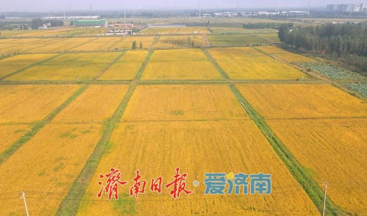 黄河岸边稻花香 风吹稻穗话丰年