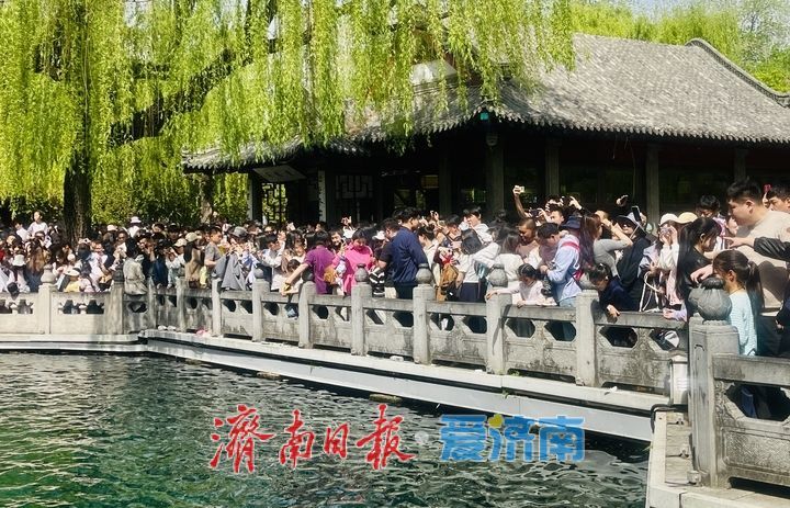 一年四季 泉在济南丨清明假期第二天，趵突泉人气爆棚 三股水景点前游客接踵摩肩