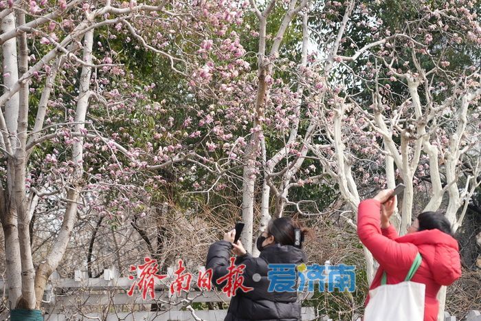 寒潮已过，趵突泉畔玉兰花静待盛放