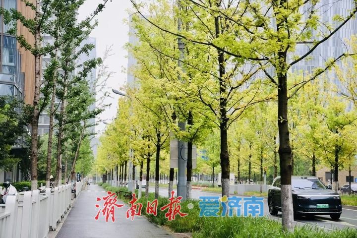 一年四季 泉在济南｜雨润娜塔栎 城市街头尽显绿意风情
