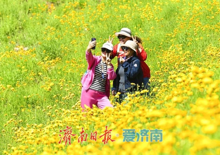 济南初夏“黄金毯”上线！蚰蜒山下万平金鸡菊花海盛放