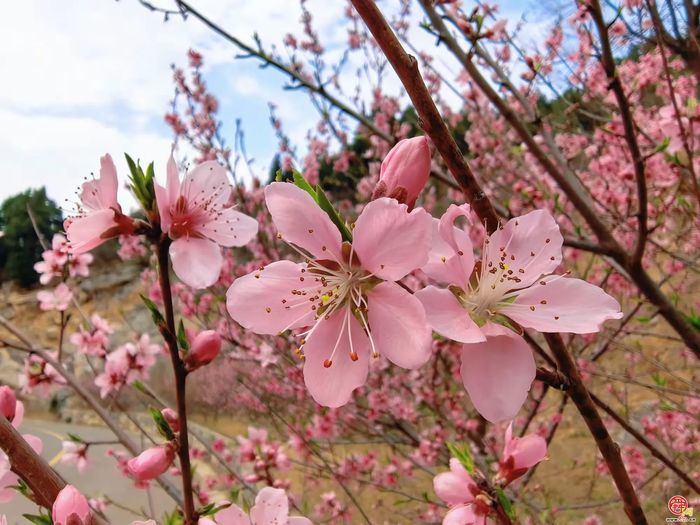观花官庄丨石门村：桃花灼灼笑春风，诗画乡野待君来