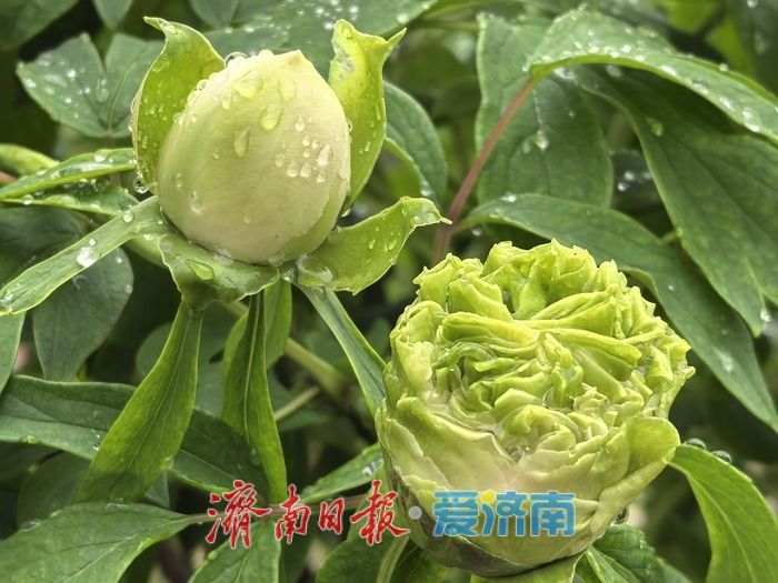 一年四季 泉在济南丨雨润牡丹绽芳容