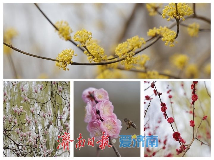 一年四季 泉在济南丨繁花似锦 泉城公园藏尽春日浪漫