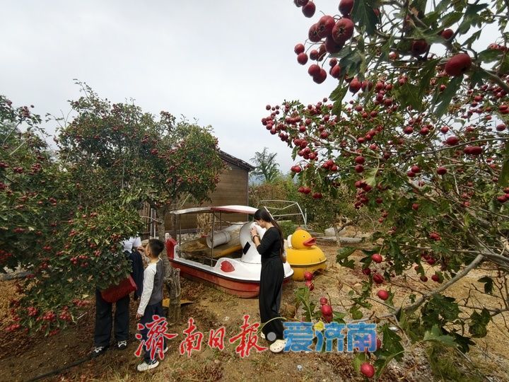 红果缀满枝 秋收正当时