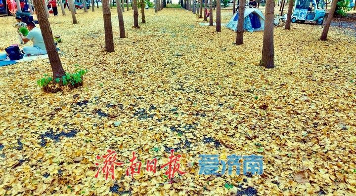 一年四季 泉在济南丨黄河岸边银杏初染金，市民抢先打卡秋日浪漫