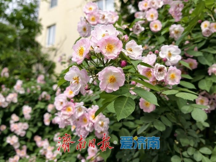 一年四季 泉在济南丨蔷薇“花廊”续写春日浪漫