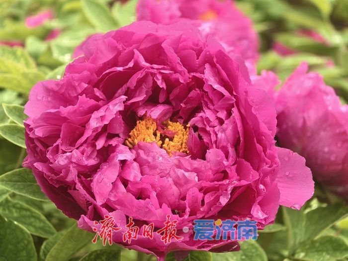 一年四季 泉在济南丨雨润牡丹绽芳容