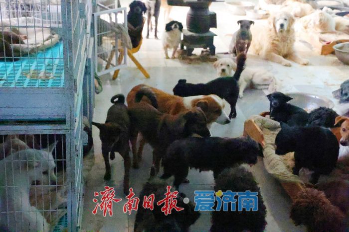 探访济南最大流浪动物基地 3000只“毛孩子”如何过冬