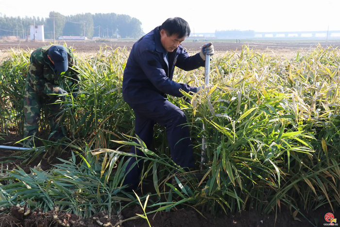 宁家埠街道：泥土里刨出“金疙瘩” 生姜地里种出好光景
