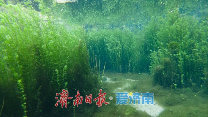 一年四季 泉在济南丨直击五龙潭水下秘境！泉眼“开锅”涌珠 胖鲤嬉戏“水底森林”