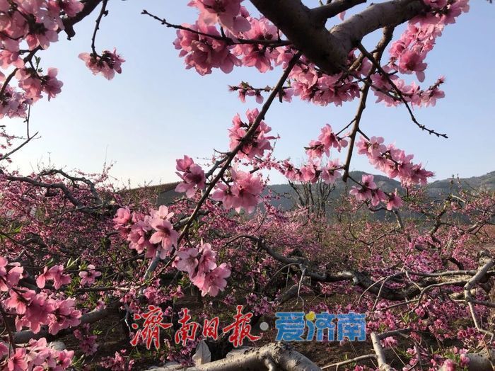 春日暖阳，带你奔赴浪漫花约，济南市特色林果赏花攻略来啦→