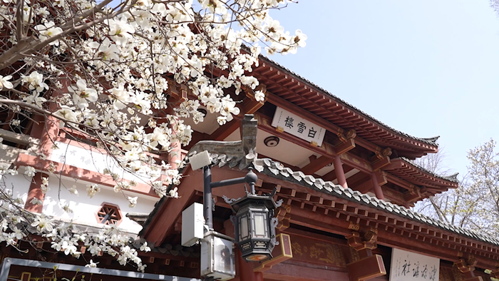 赏花、看柳、寻泉……提前预习济南的春天