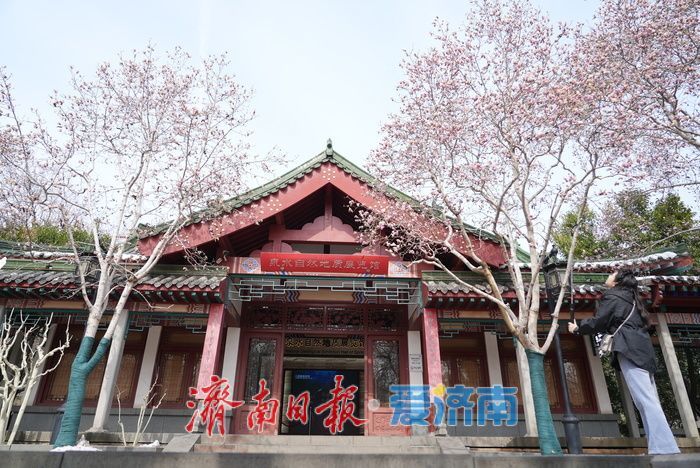 寒潮已过，趵突泉畔玉兰花静待盛放