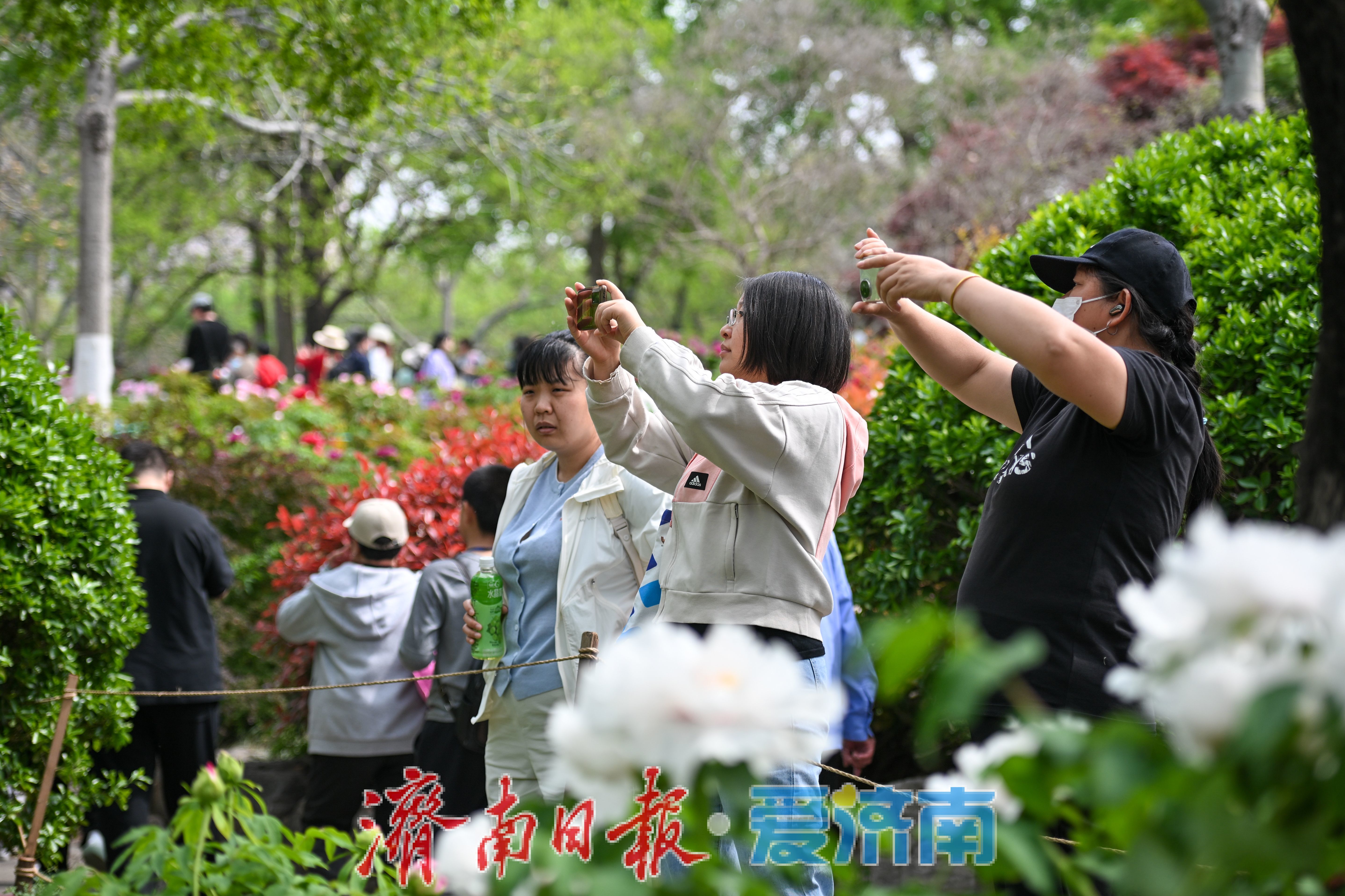 一年四季 泉在济南丨泉城公园牡丹盛放迎春 周末赏花人潮涌动