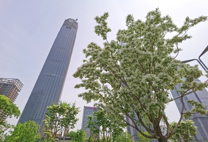 “泉”在济南过五一｜流苏花开白如雪，花香四溢醉人心