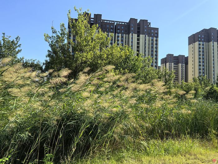 让百姓从“赏绿”到“享绿”  济南市政协月度商量推进绿地开放共享