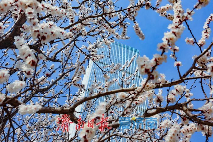 晴暖三月，杏韵满街