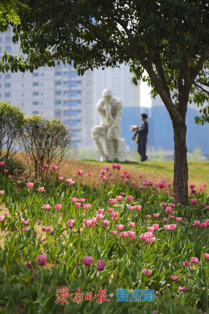 “郁”见春色，济南这片郁金香绽放