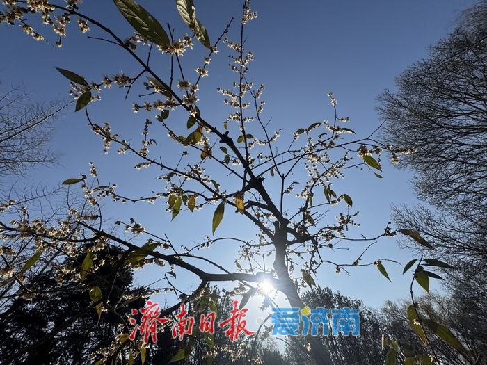 寒冬暗香溢泉城 泉城公园蜡梅迎冬绽放