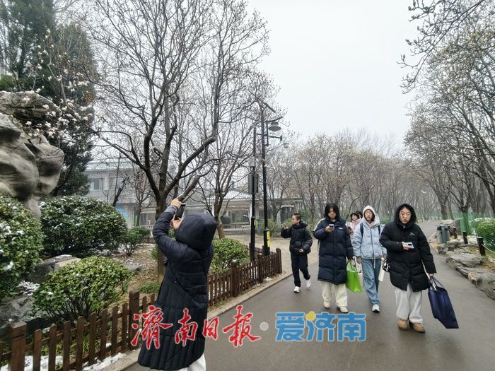 一年四季 泉在济南丨玉兰初绽报春来