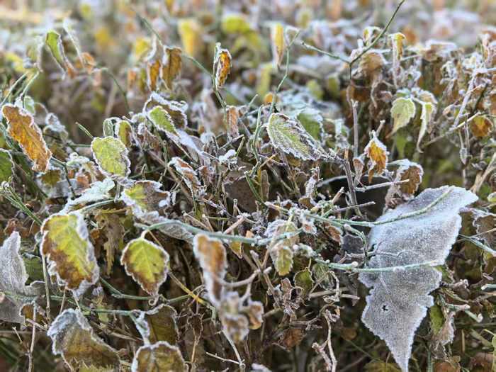 是霜不是雪！今晨草木披银装，泉城见霜华