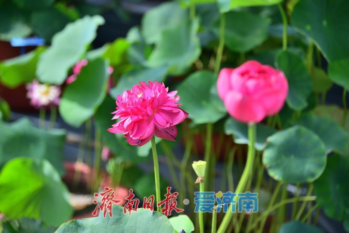 湖光悦色·荷映泉城！济南市第40届荷花艺术节7月3日灿烂启幕