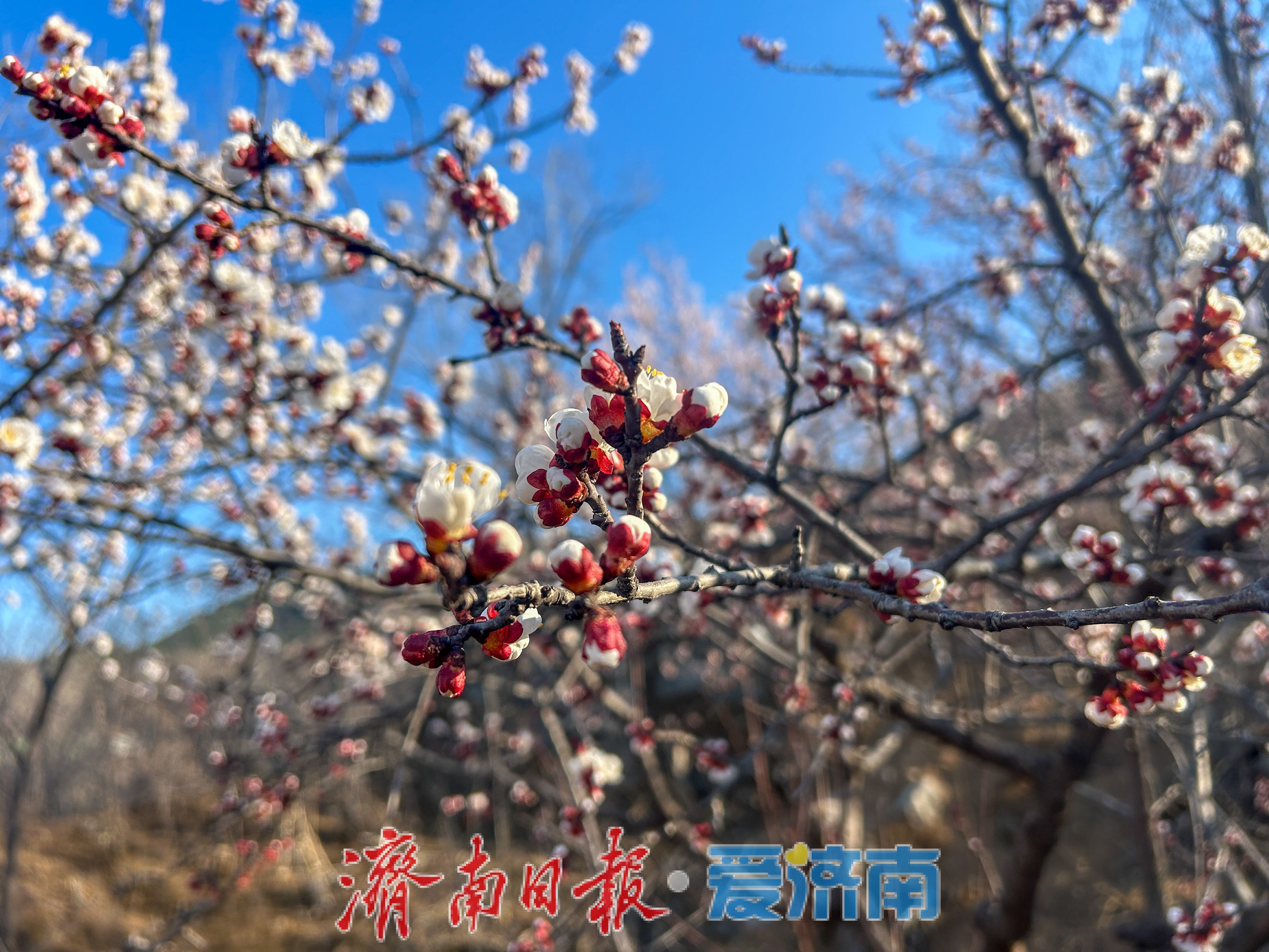 春日限定！济南围子山杏花悄然绽放