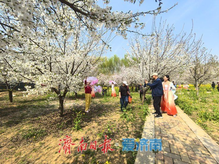 平阴北市好戏连台  以樱为媒唤醒“春日经济”