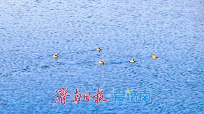 一年四季 泉在济南丨蓝天为幕，冰雪作景：一场雪后的济南细节之美