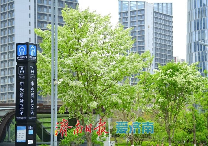 一年四季 泉在济南丨济南中央商务区绘就春日画卷