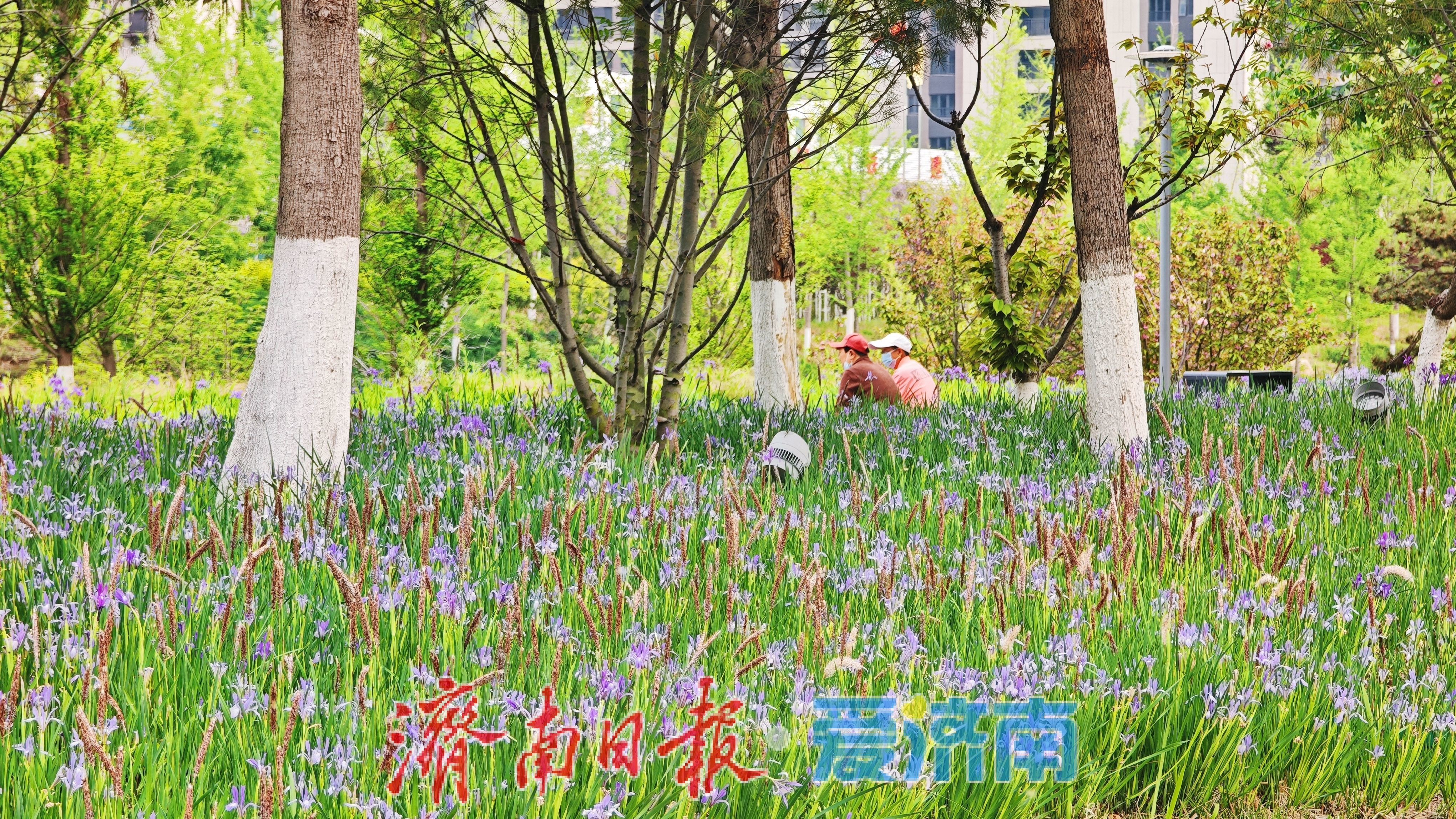 济南腊山河公园马蔺盛放 紫色花海扮靓春日滨水廊道