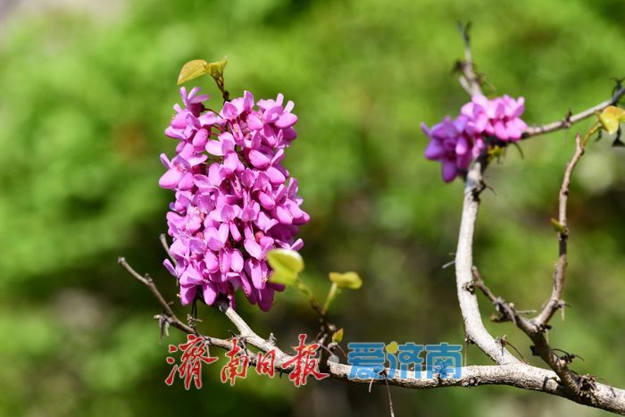 济南护城河畔紫荆花盛开 解锁春日限定美景