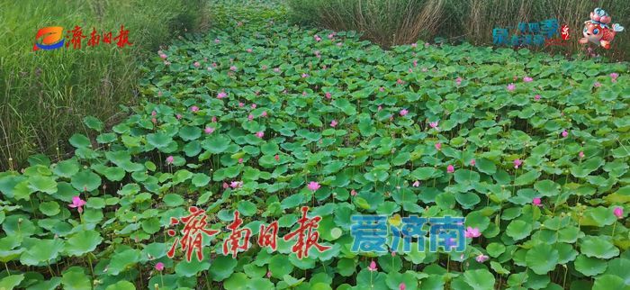 不花一分钱！济南这些绝美赏荷地，错过等一年！