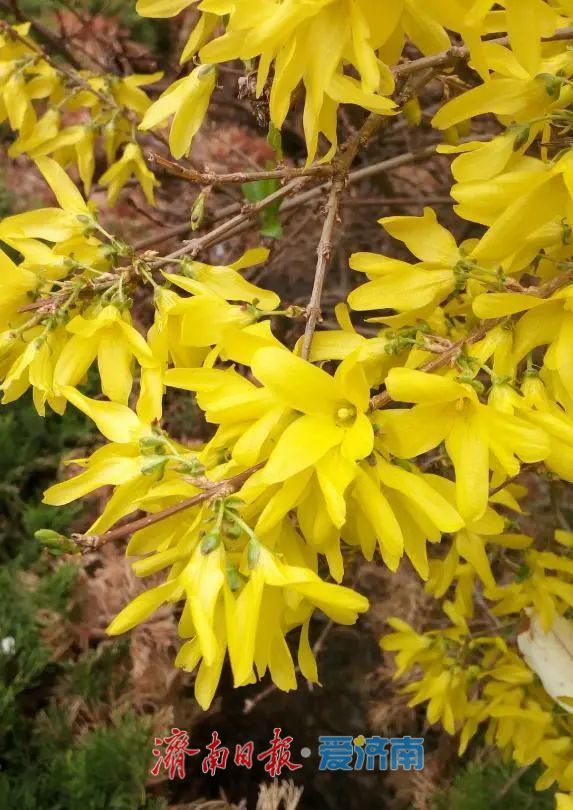 春日暖阳，带你奔赴浪漫花约，济南市特色林果赏花攻略来啦→