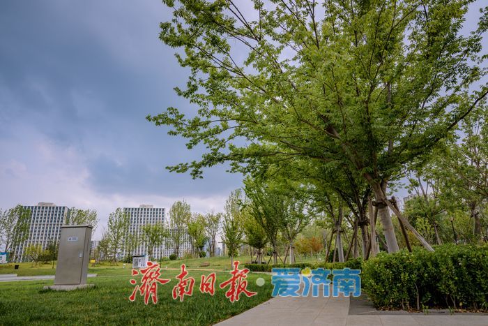 一年四季 泉在济南丨唐冶中央公园变身“都市避暑绿洲”