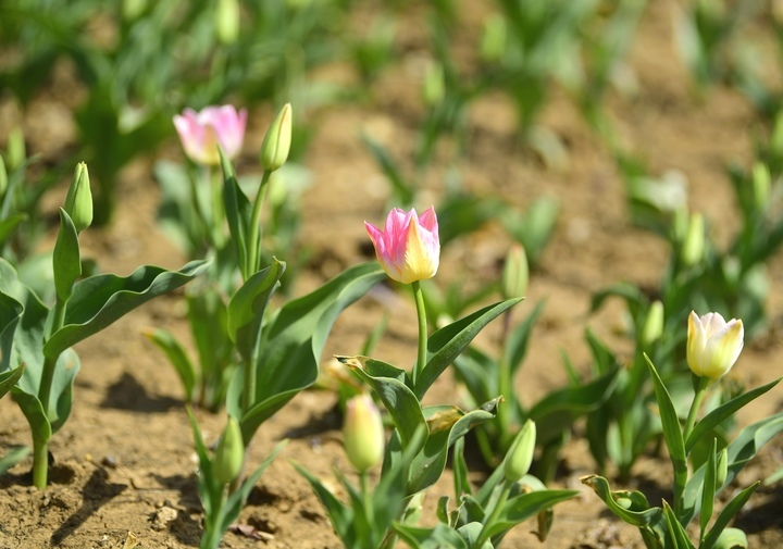 气温攀高 “泉城大客厅”满园春色关不住