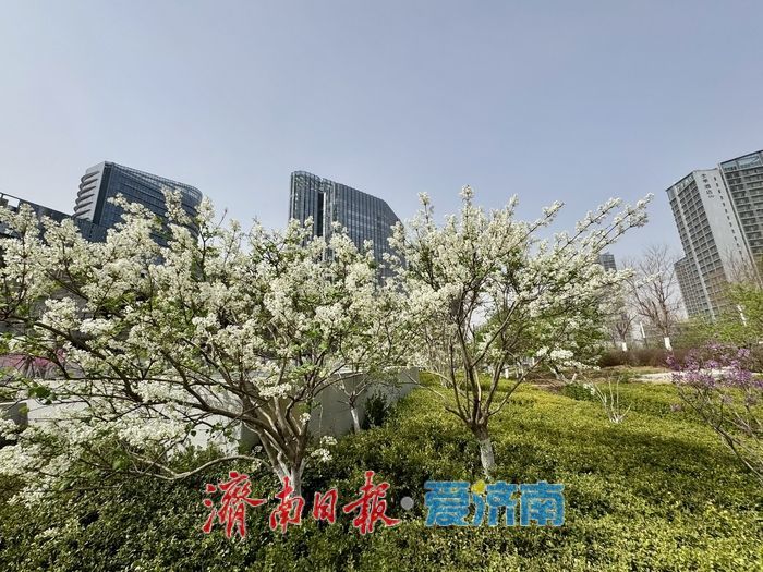 济南CBD绸带公园丁香花浪漫绽放