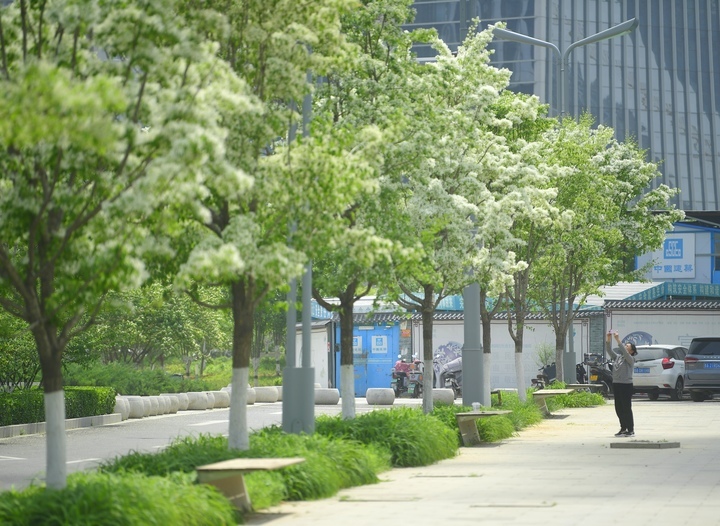 “泉”在济南过五一｜流苏花开白如雪，花香四溢醉人心