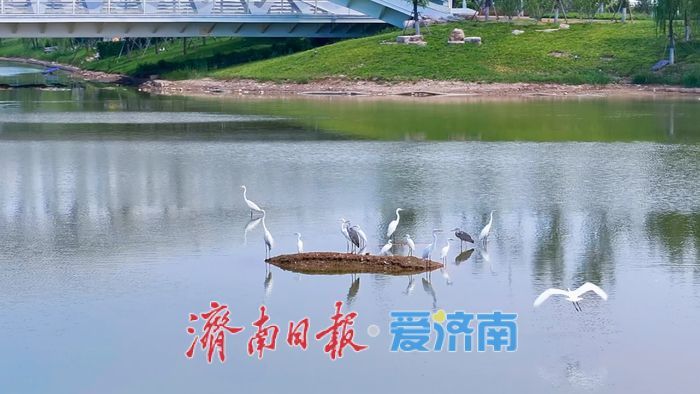 市鸟“安家落户”，济南起步区大寺河迎来“生态哨兵”