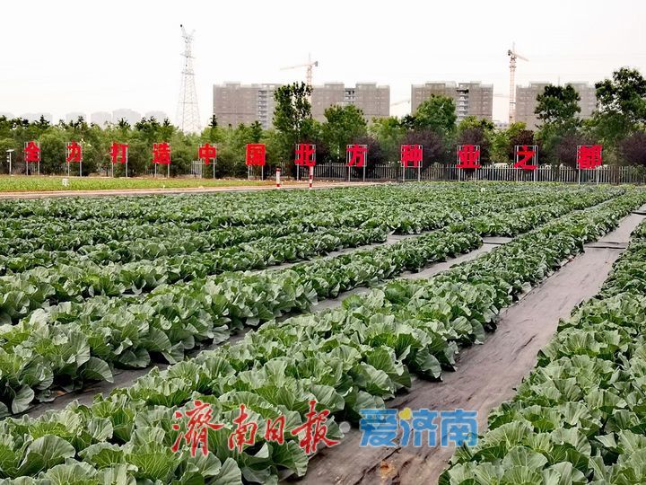 一个制种大县、两家“国字号”基地、176家持证企业——济南种业，破芯而出