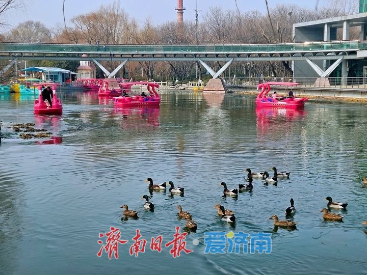 生机无限！绿头鸭嬉戏畅游泉城公园映日湖