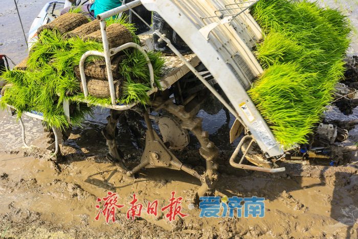 小满时节插秧忙